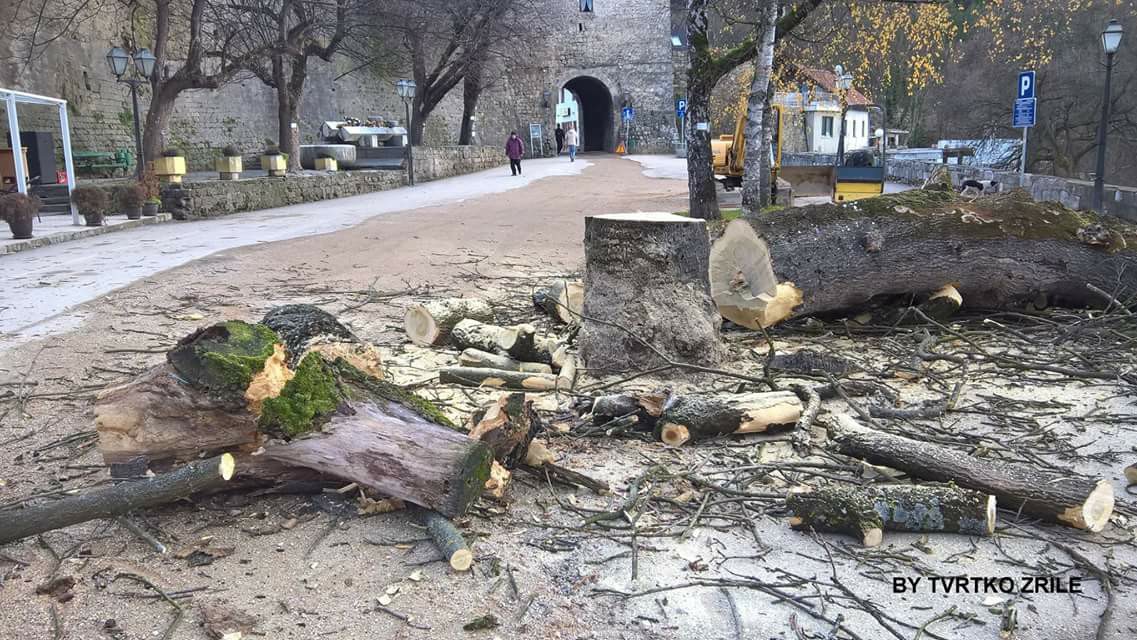 Jajce, sječa drveća