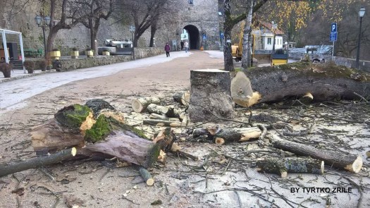 Jajce, sječa drveća